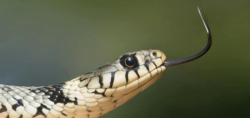 Как эффективно вывести змей из вашего участка: 5 способов