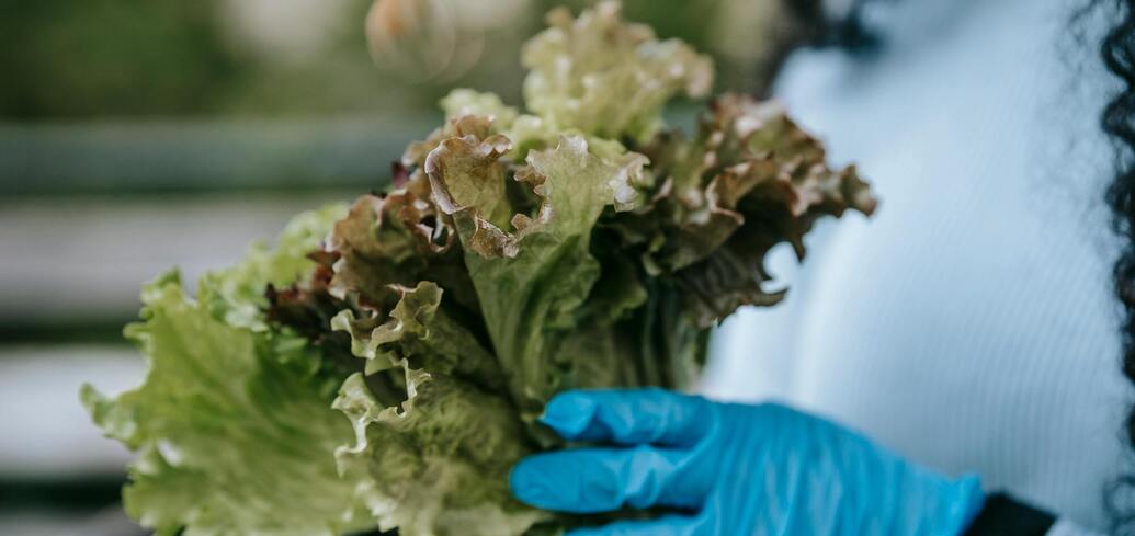 Як надовго зберегти листя салату свіжим: три корисних лайфхаки 
