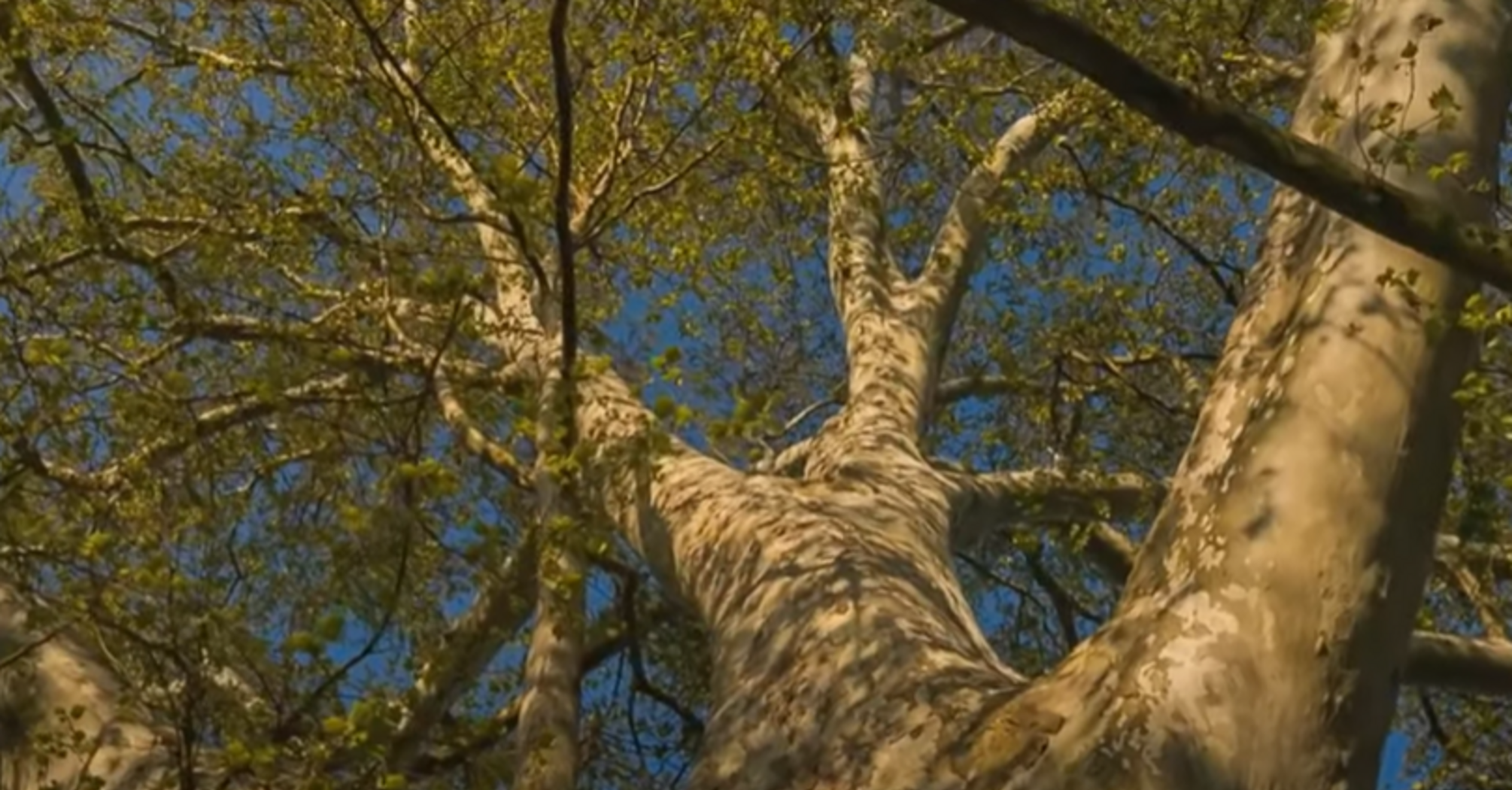 Як бук 'Серце саду' з Польщі став 'Деревом року' у Європі