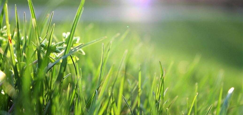 Как поддерживать здоровый газон летом: практические советы по аэрации