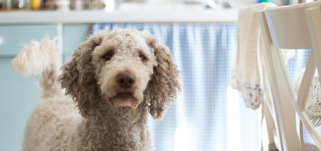 Хто розумніший за пуделя: топ-5 порід собак, які вражають своїм інтелектом