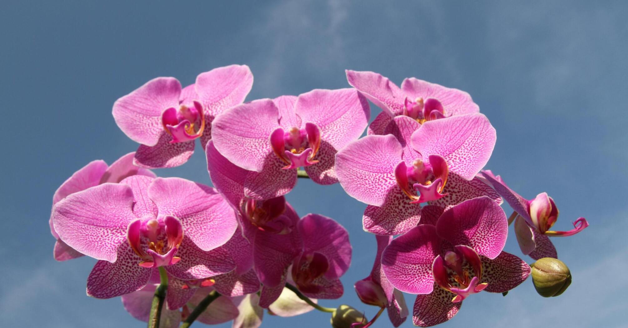 Як правильно вирощувати орхідеї: 5 ефективних порад