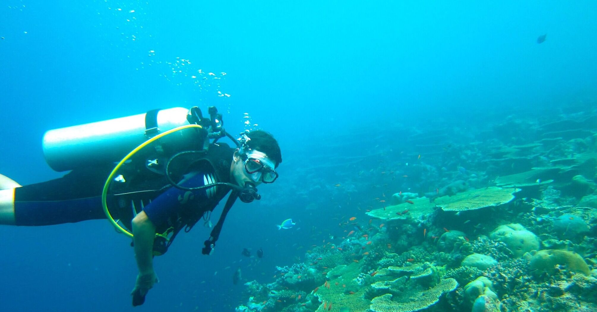 Всі дива коралових атолів: короткий путівник підводним світом Мальдівських островів