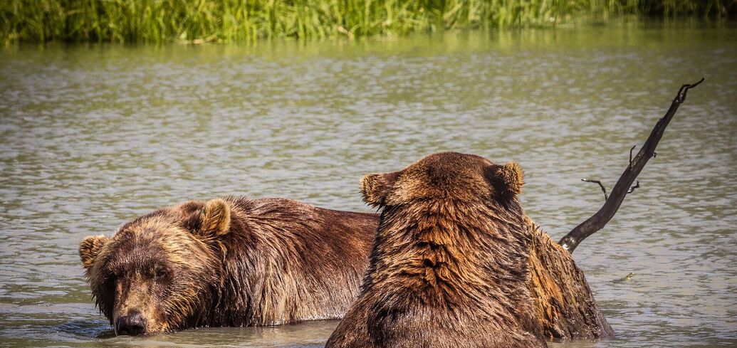 Кити, ведмеді та тисячі птахів: чим ще вас може здивувати Аляска