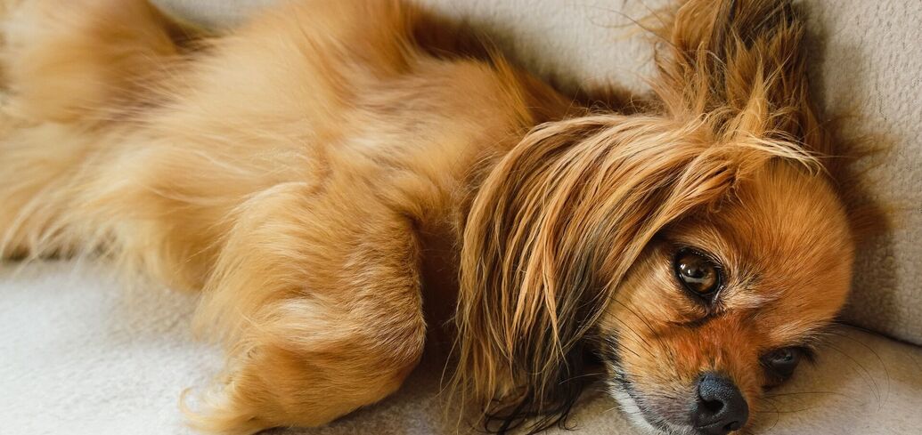Коли пес розумніший за господаря: 10 представників порід собак з блискучим інтелектом