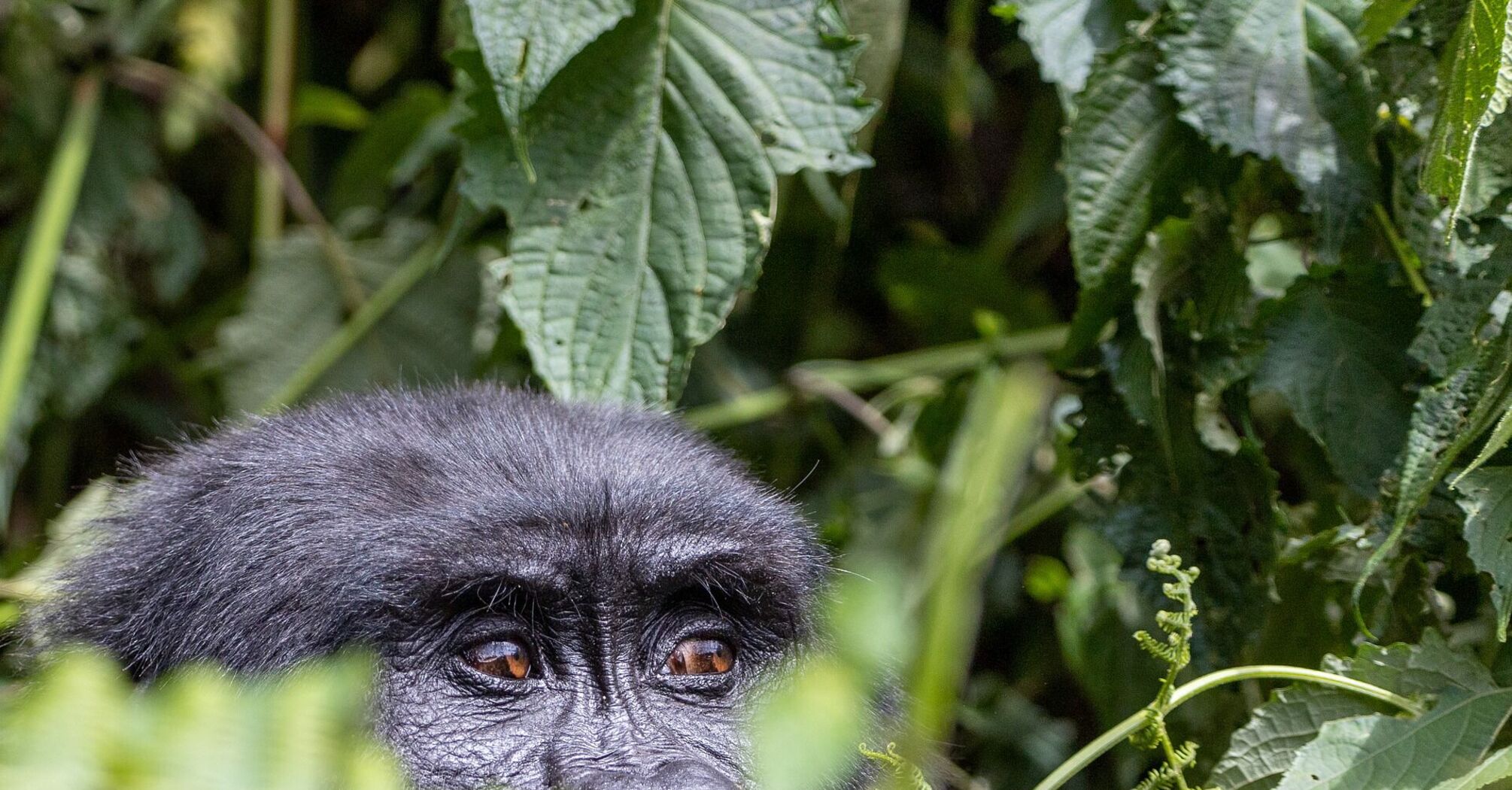 К гориллам в Уганду: чем привлекает туристов национальный парк Бвинди и как туда попасть