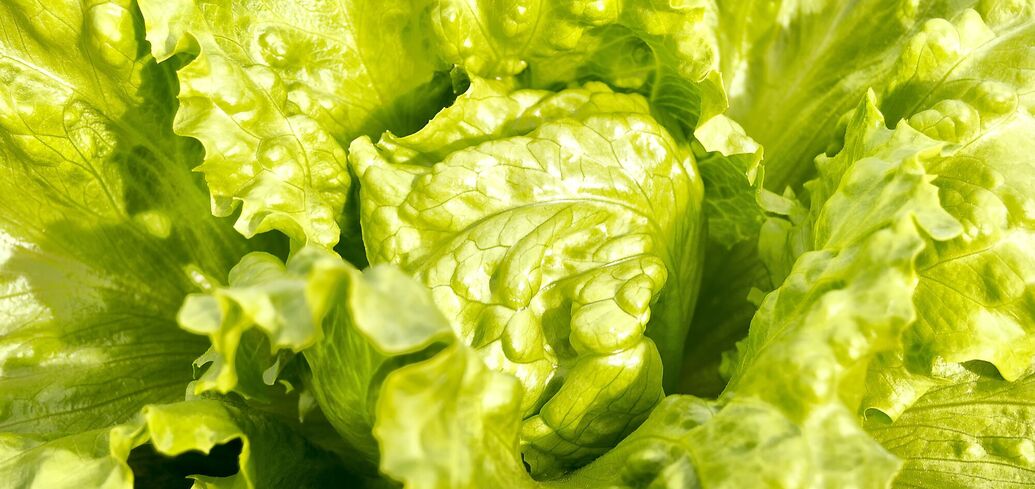 Листова зелень, яка прокачує мозок: що їсти, щоб покращити когнітивну функцію