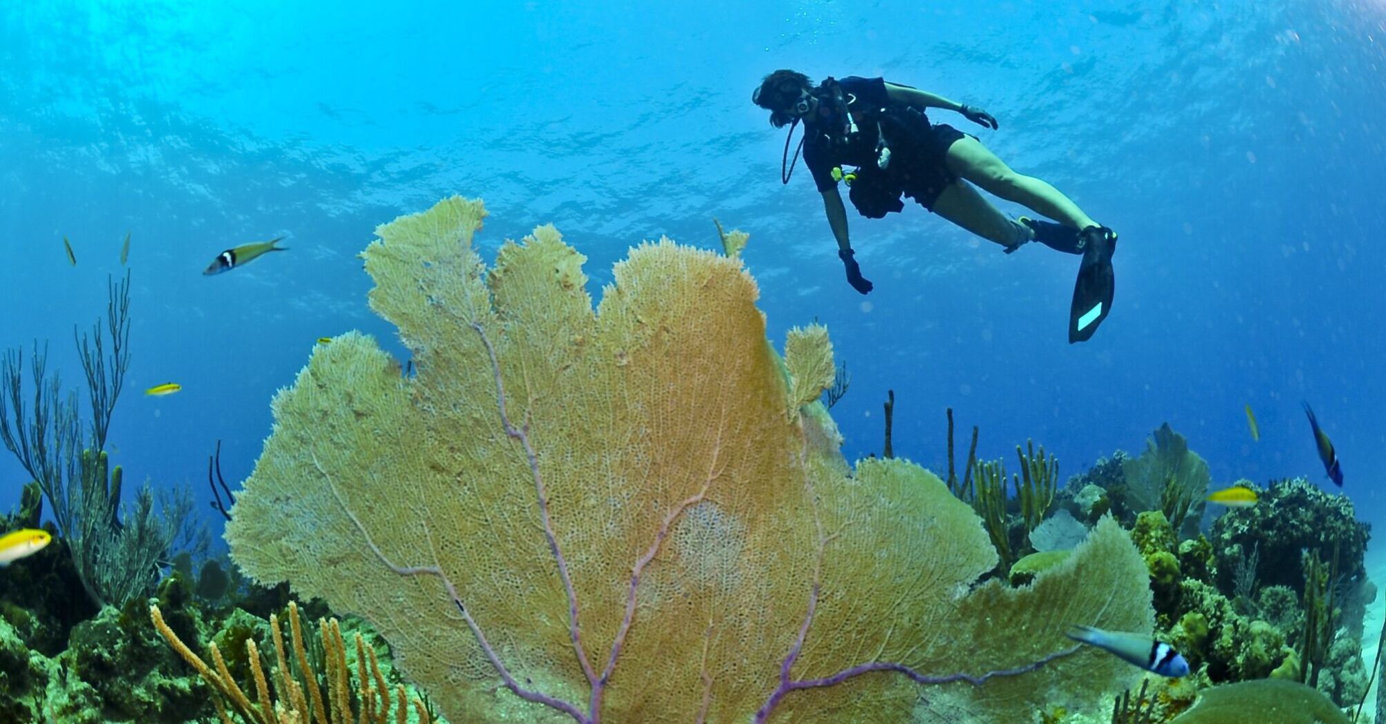 Підводні пригоди посеред коралових рифів: який відпочинок пропонують Мальдіви