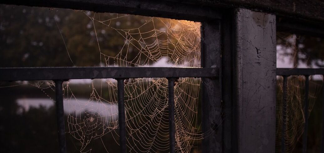 Ніколи не змітайте павутину над дверима: чому не можна виганяти та вбивати павуків 